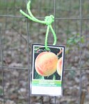 Peach Tree Identification tag